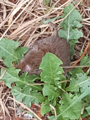 Mouse in the kitchen.  Any ideas?