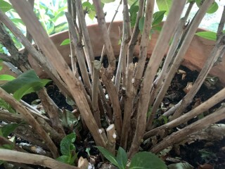Scale insects? Help needed!