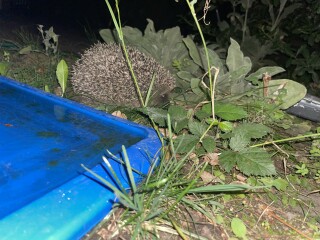 To ask you to please help hedgehogs and other wildlife prepare for winter