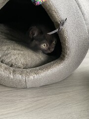 Meet Muffin