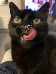 Can I make ice cream from shrews?