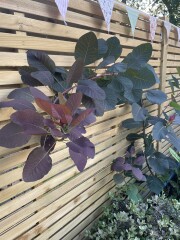 What’s this plant please 