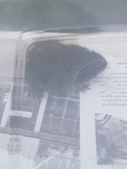 Mouse in the kitchen.  Any ideas?