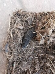 Caterpillar identification? 
