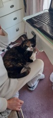 My cat was killed today