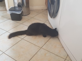 Mouse in the kitchen.  Any ideas?