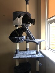 Happy international cat day!