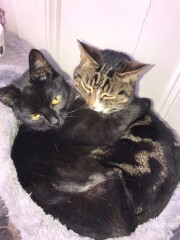 Cats scared of new kitten?! 