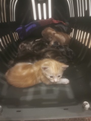 Unusual cat name suggestions please!