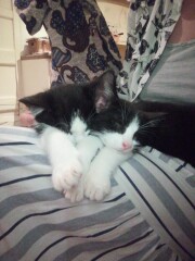 Bad neurological reaction to wormer (plus obligatory kittens pics) 