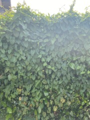 Bindweed has taken over my garden. HELP