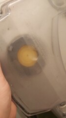 Vax Carpet shampooer is not sucking up water.