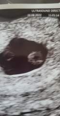 Babies due April 2023 thread 3