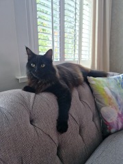 Unusual cat name suggestions please!