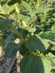 What plant is this?