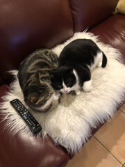 Cat Three is settling in