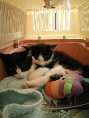 Bad neurological reaction to wormer (plus obligatory kittens pics) 