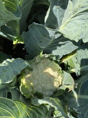 The Vegetable Patch