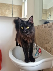 Unusual cat name suggestions please!