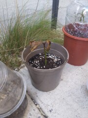 Newbie cuttings 
