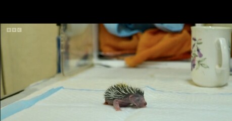 To ask you to please help hedgehogs and other wildlife prepare for winter