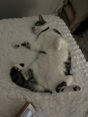 Just for the love of Tabby Cats- not enough tabby love