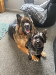 German Shepherds - yay or nay? 