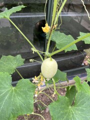 White cucumbers? Or have I been duped with rogue seeds?