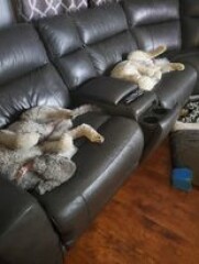 First family dog?