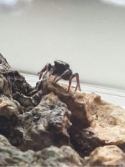 A spider thread upon request of Artemis the Jumping spider 