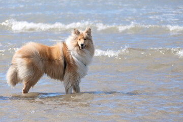 Dogs who love the beach