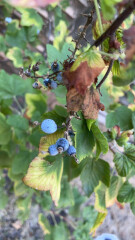 Blackberries growing in my garden