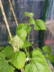 Identity help please! 