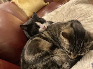 Cat Three is settling in