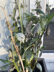 Who’s growing Dahlias this year