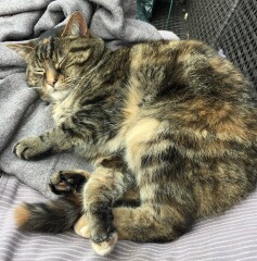 Just for the love of Tabby Cats- not enough tabby love