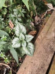 Plant id please 