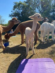 Cancer Support Thread 83 - Here comes the sun (hopefully) 