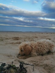 Dogs who love the beach