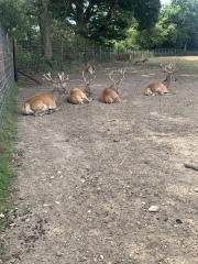 Countdown to Christmas 2022: it's s bit warm to be considering Christmas, but I'm doing it anyway! (Thread 3.)