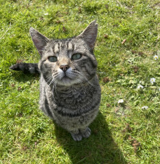 Just for the love of Tabby Cats- not enough tabby love