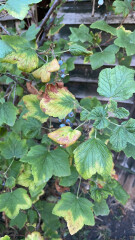 Blackberries growing in my garden