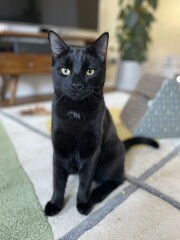 Just found my lovely cat dead on the side of the road