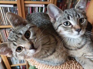 Just for the love of Tabby Cats- not enough tabby love