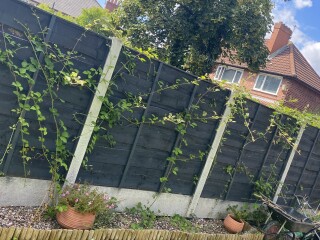 To silently seethe about neighbours weeds in my garden (pics)