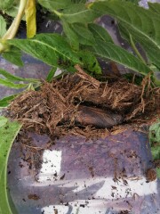 Caterpillar identification? 