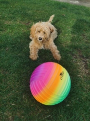 Puppy Survival Thread: Surviving into Summer 2022