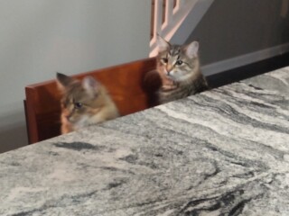 Just for the love of Tabby Cats- not enough tabby love