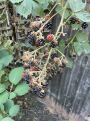 Blackberries growing in my garden