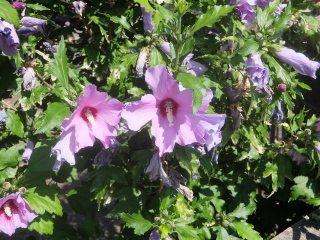 Can you ID this blueish flower in a front garden?